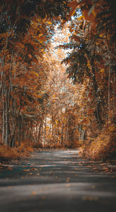 Roads & Pathways (48) preview
