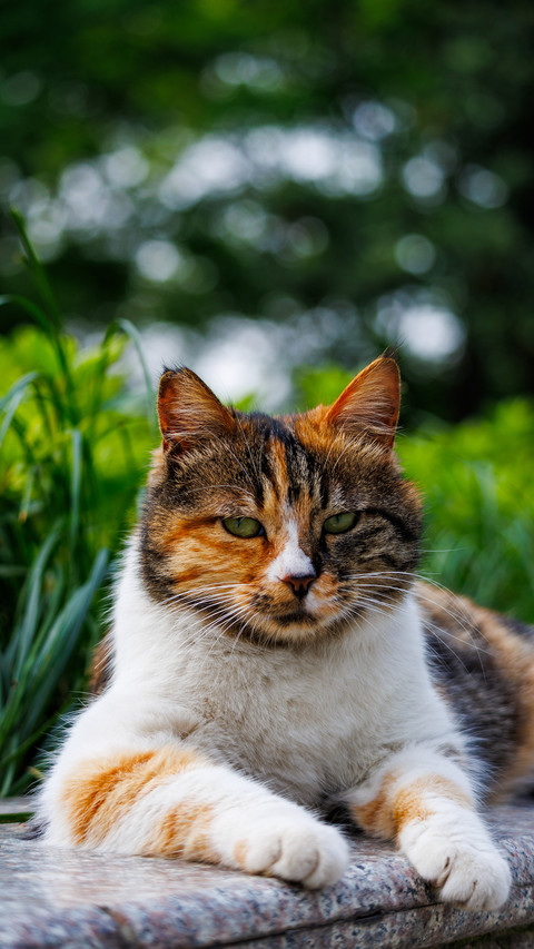 Flowers plants cats preview