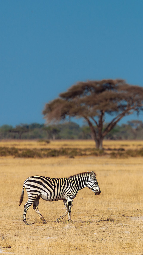 Wild animals-02 preview