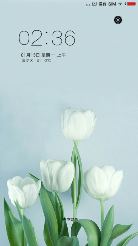 白色郁金香 preview