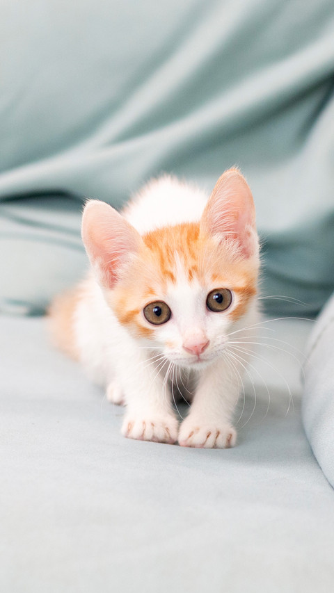Yellow and white kitten preview