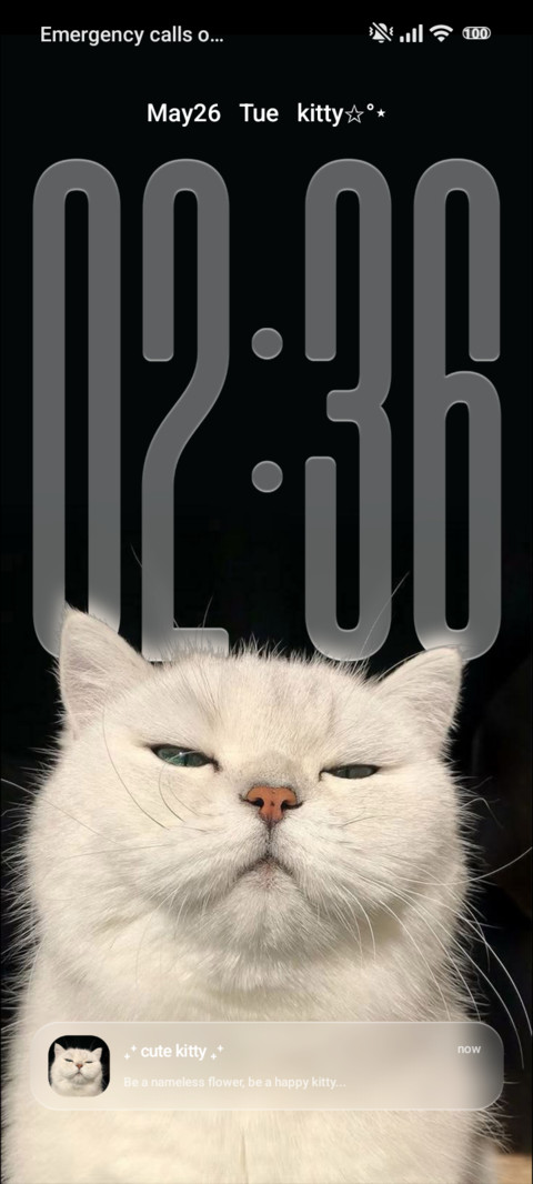 Cat preview