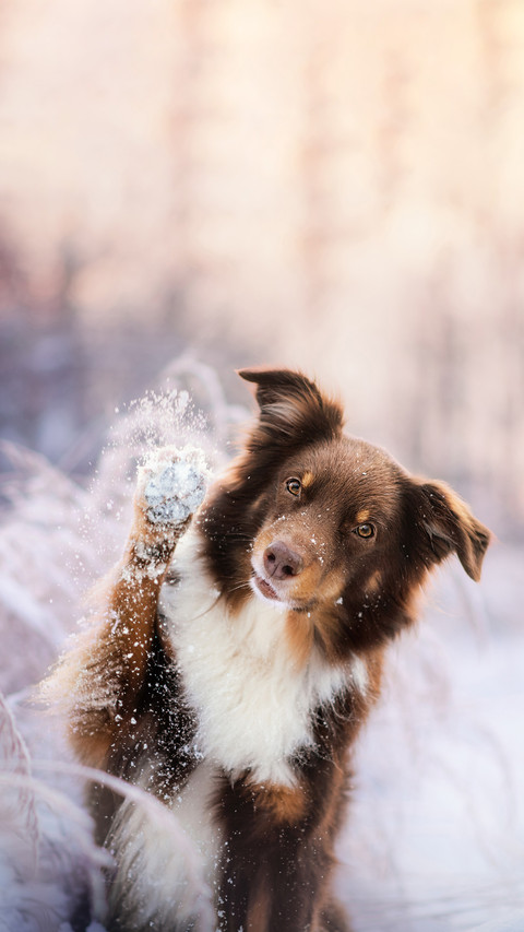 Australian Shepherd is doing cute pose preview