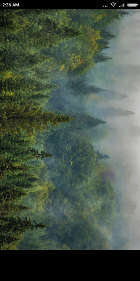 Forest Secret preview