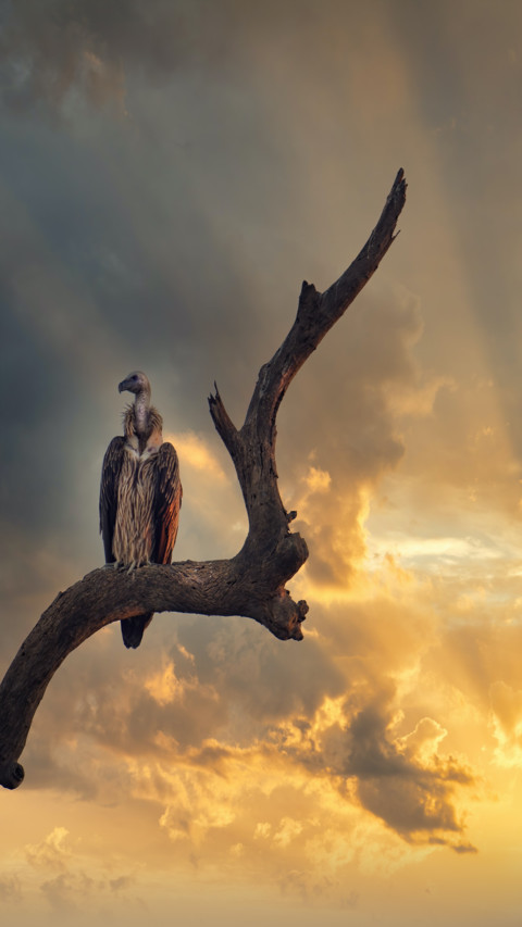Birds preview