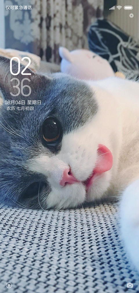 我的猫 preview