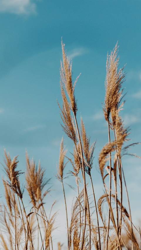 Autumn reeds preview