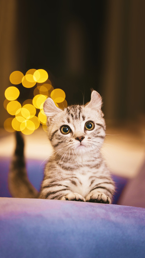 A Beautiful Domestic Shorthair Kitten Standing Up Pose preview