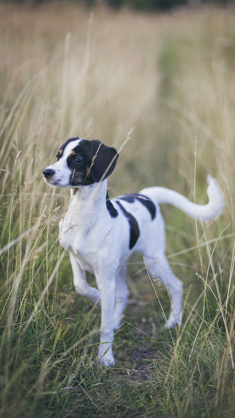 Alert dog standing amidst grass in field preview