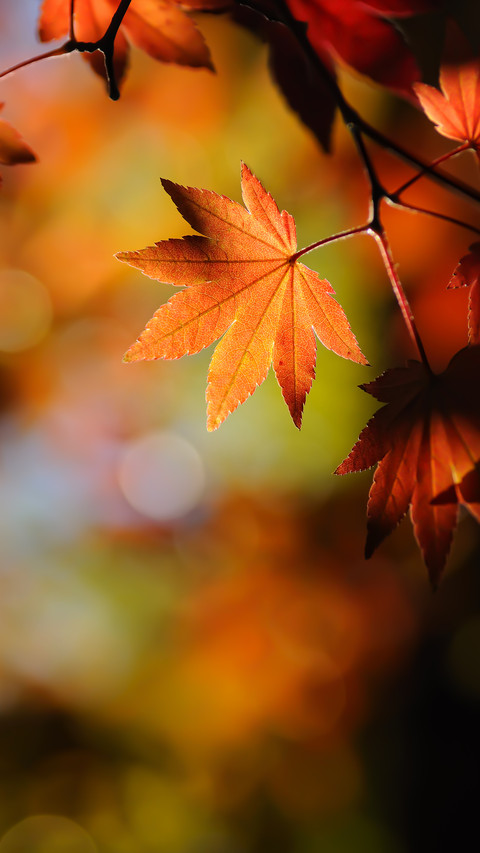 Japanese Maple Leaf preview