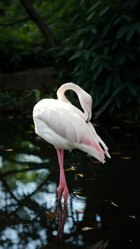 Flamingos originally have white feathers preview