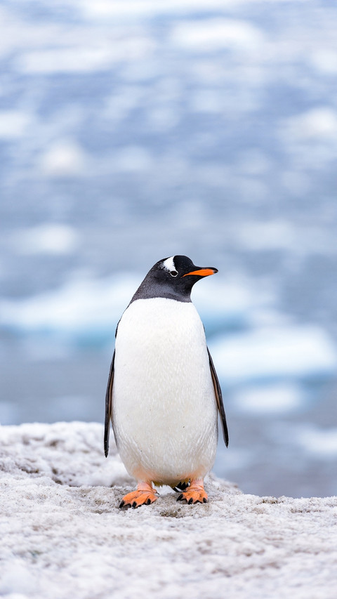 Animal5 preview