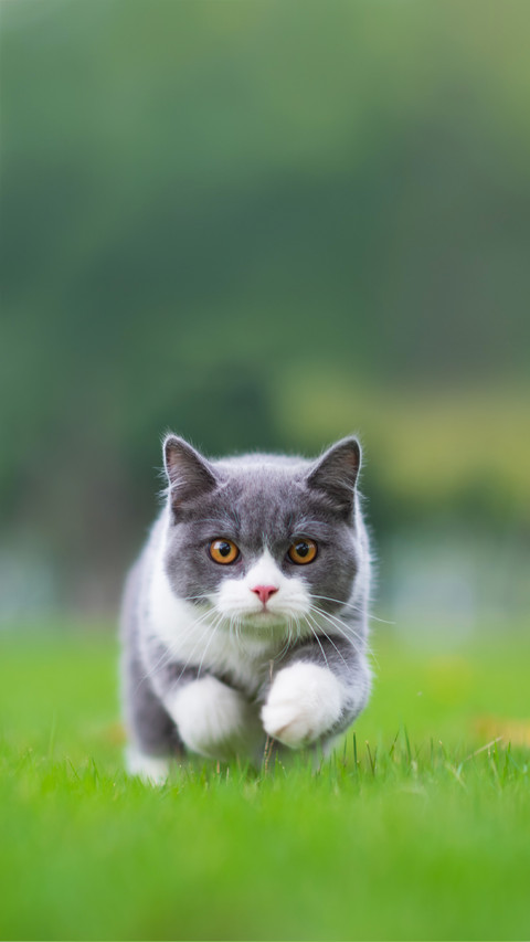 A British Short-Haired Cat Playing on Grass preview