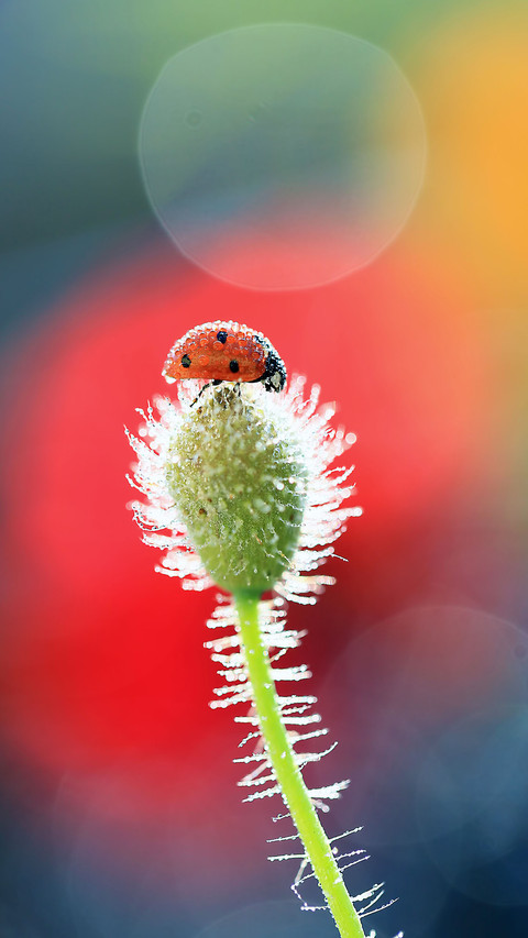 Color insects-06 preview