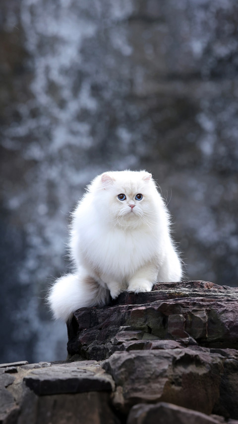 Why dont cats make any sound when they walk preview