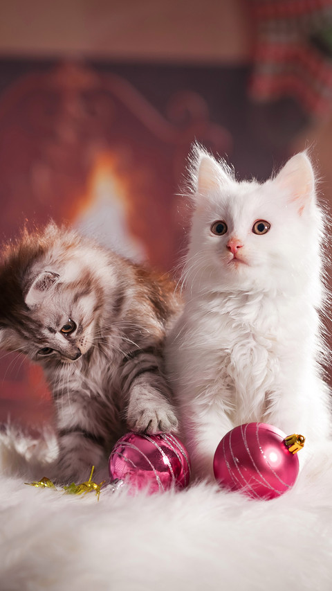 Cute pet-01 preview