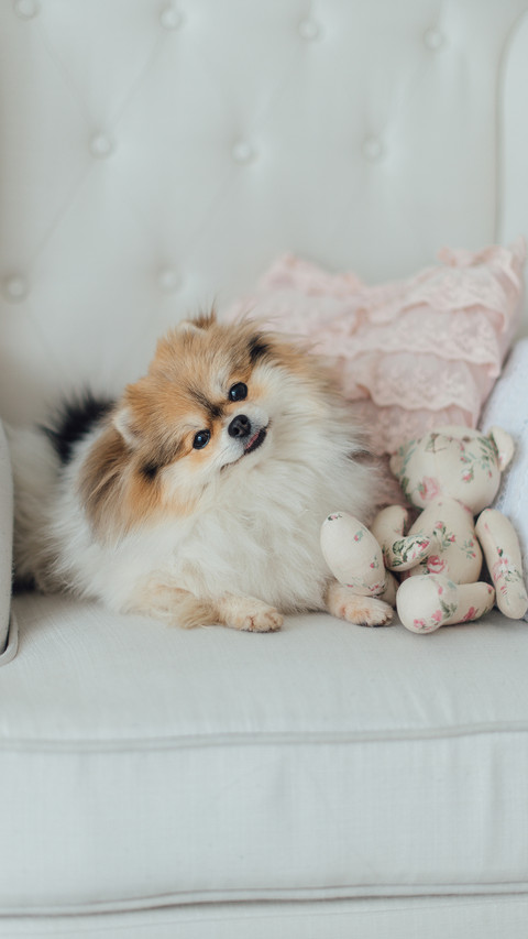 Little pomeranian dog with a bear toy sitting in the chair preview
