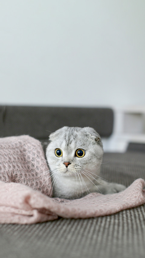 Scottish Fold Cat Lying Under Pink Blanket preview