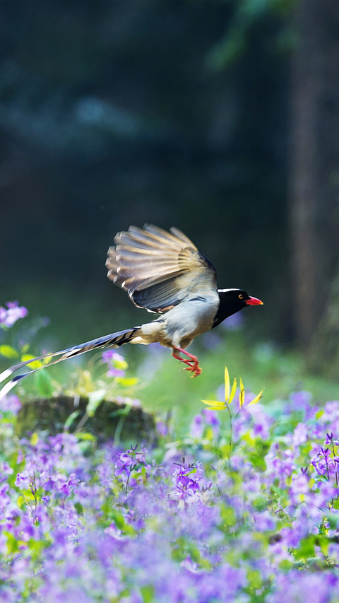 Birds singing and flowers fragrant preview