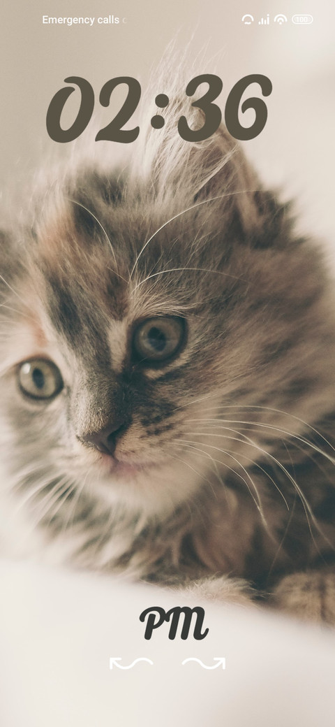 cat preview