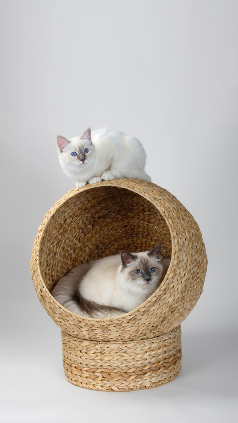 What are some strange little habits after getting a cat preview