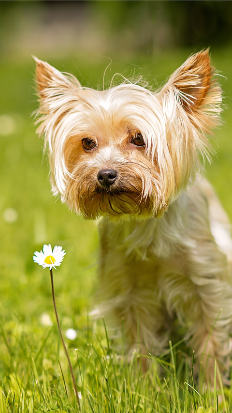 Which plants can make dogs allergic 24 preview