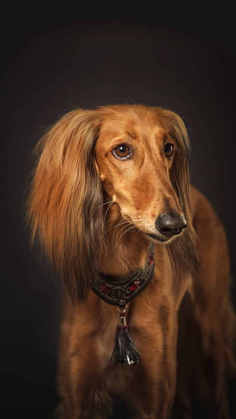 Brown persian hound preview