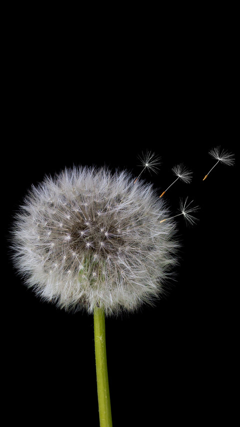 Dandelion (2) preview