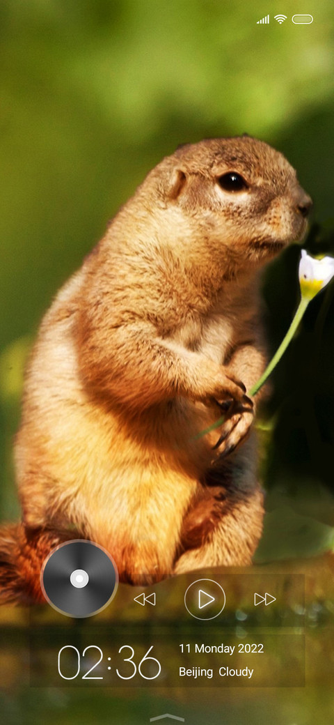 Wildlife eleven preview