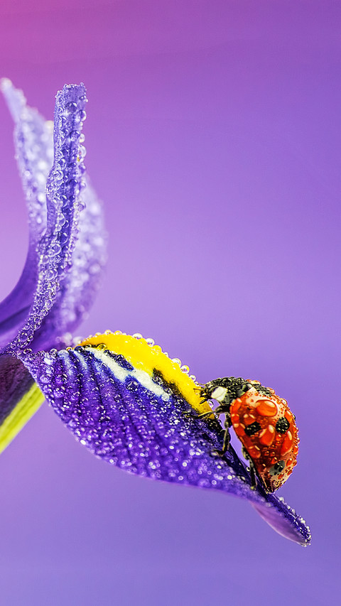 Wet ladybugs on iris flowers preview
