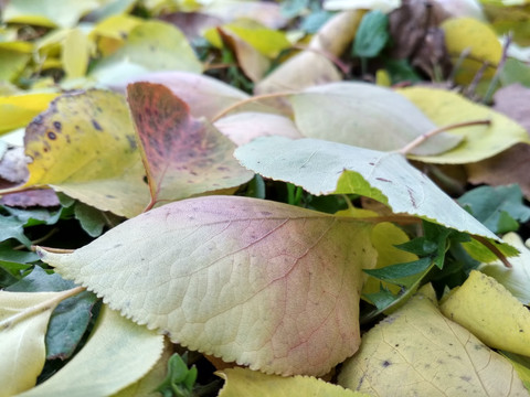 Autumn leaves preview