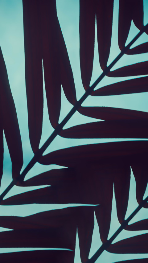 Plant4 preview