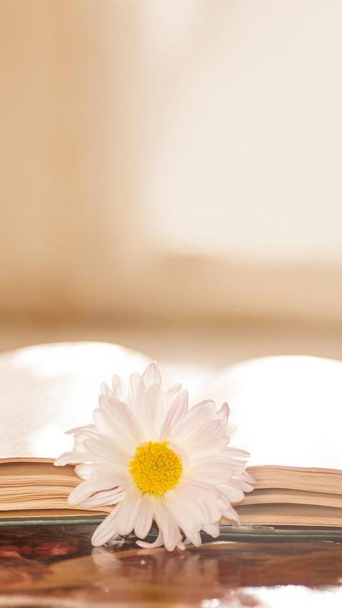 Flower on the book in front of the window in the morning preview