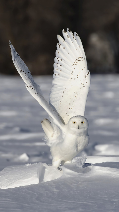 Beautiful Snowy Owl preview