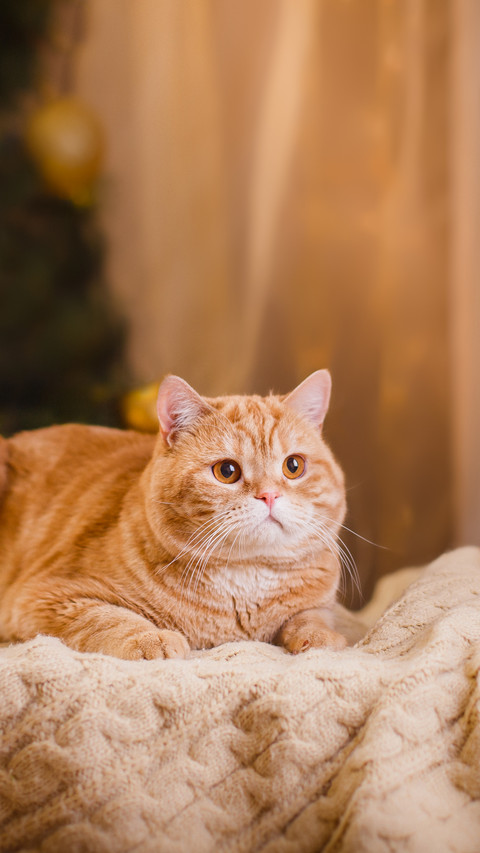 Cute Orange Cat Lying on The Blanket preview