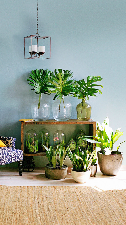 Lazy potted plant recommendation preview