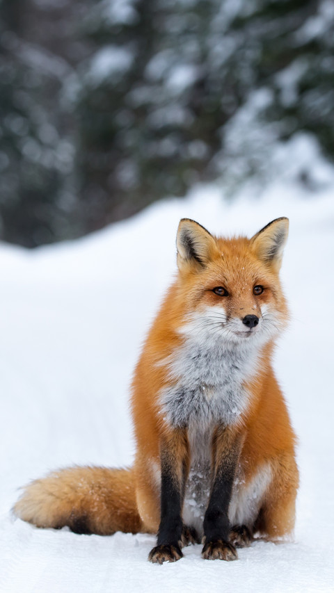 The red fox in the snow preview