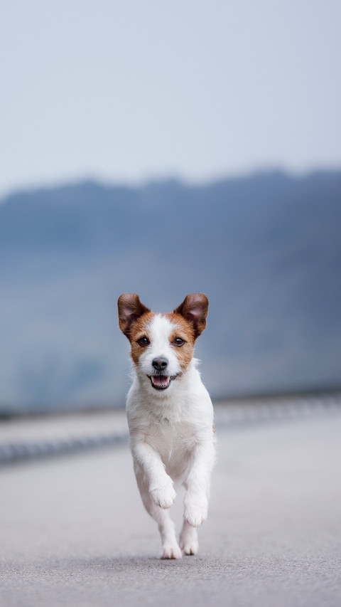 The dog jack russell is running along the road preview