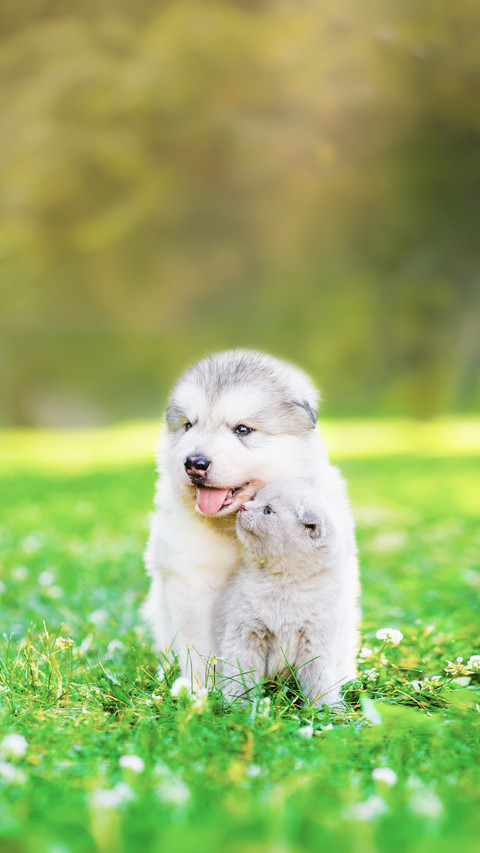 A Kitten Kissing A Puppy On Green Grass preview
