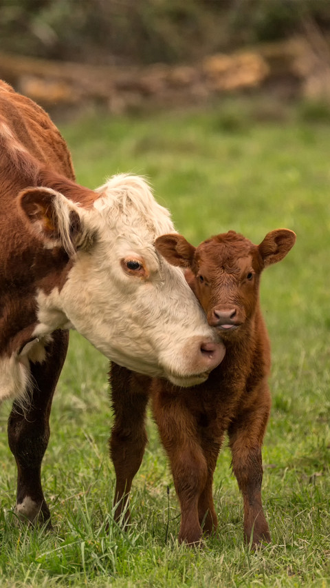 Cows and calves preview