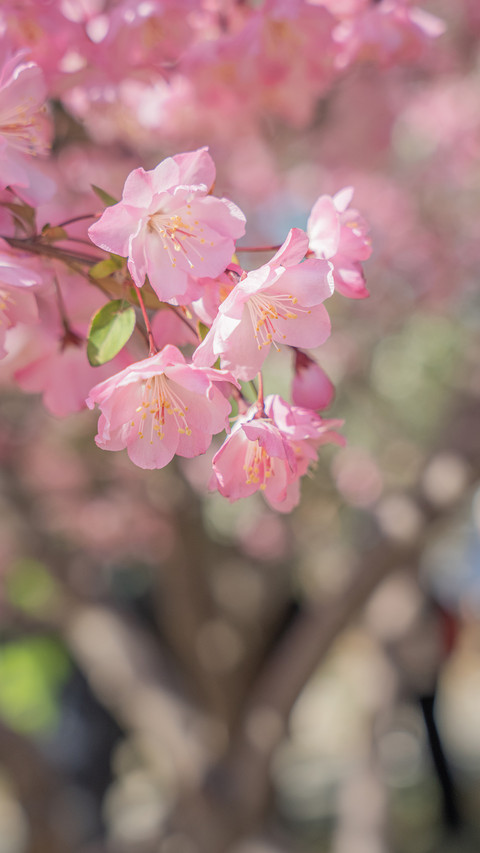 The weeping crabapple trees at yuyuantan preview
