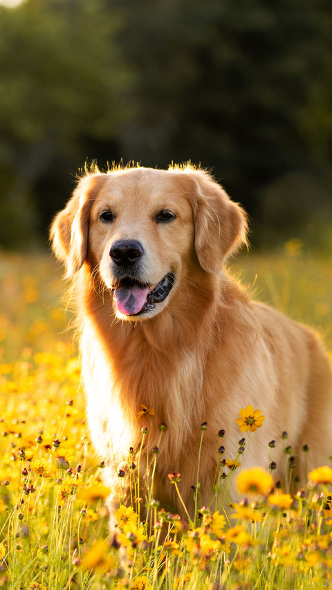 Golden Retriever in the field with yellow flowers preview