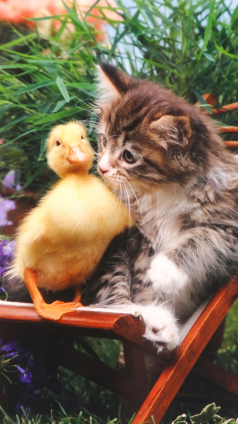 New trends in pet ownership 58 preview