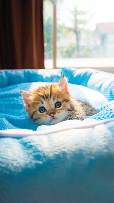 Close up of cute kitten on pet bed in morning sunlight preview