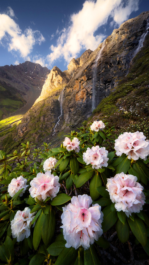 The azaleas under the waterfall cluster preview