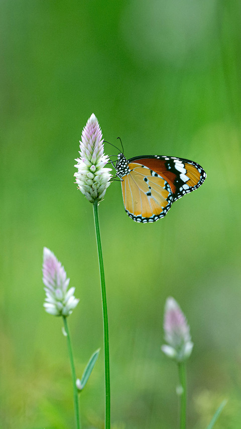 Butterfly by Rivu Gayen preview