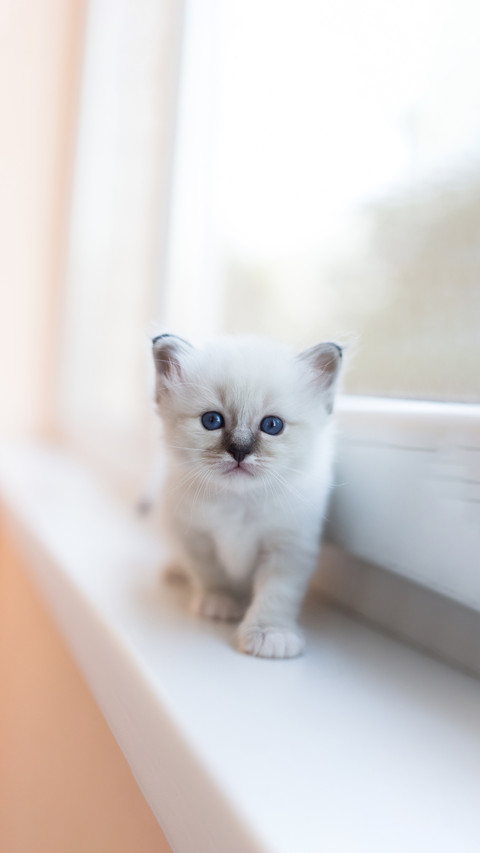 The little playful kitten at home near the window preview