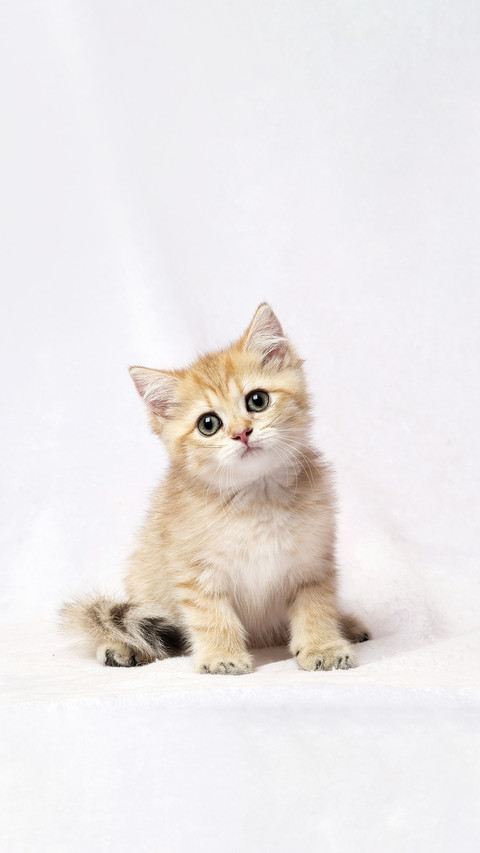 The British Shorthair Cat in room preview