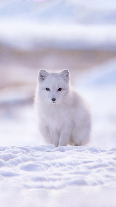 A White Arctic Fox Walking on The Snow preview