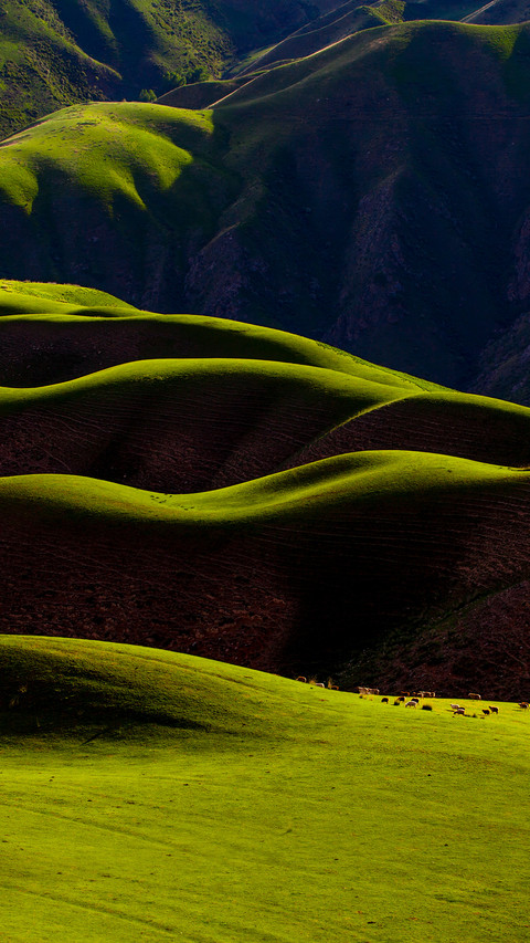 Grazing on Rolling Green Grassland in Xinjiang preview